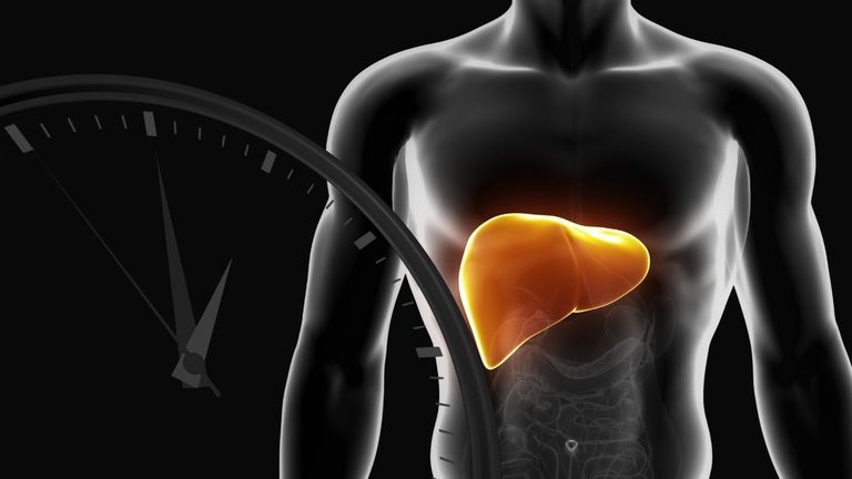 Ut Health San Antonio Study Reveals Liver S Daily Clock