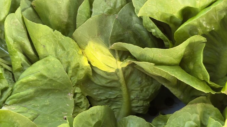 Veggie Rescue Team Chumash Volunteer At Shepherd Giving Farm