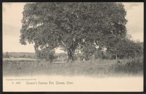 Vermont Scientists Test Disease Resistant Elms To Restore Iconic Trees