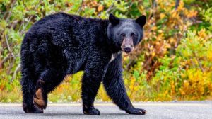 Visitors At Mount Rainier National Park Approach Wild Black Bear For Photos