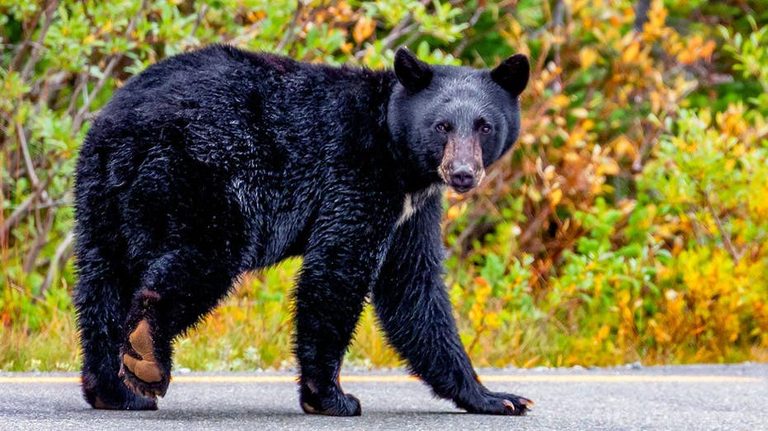 Visitors At Mount Rainier National Park Approach Wild Black Bear For Photos