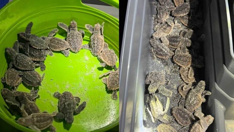 Volusia Deputies Help Collect Baby Sea Turtles