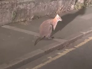 Wallaby Spotted Hopping Through Liskeard Streets In Cornwall