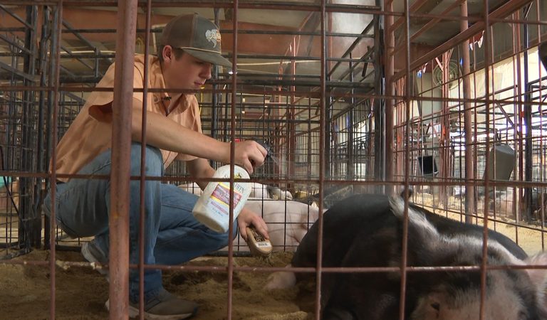 Washington County Fair Show Animal Youth Showcase Highlights Future Farmers