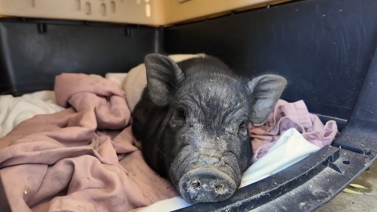 West Hollywood S Wilbur The Runaway Pig Now Available For Adoption
