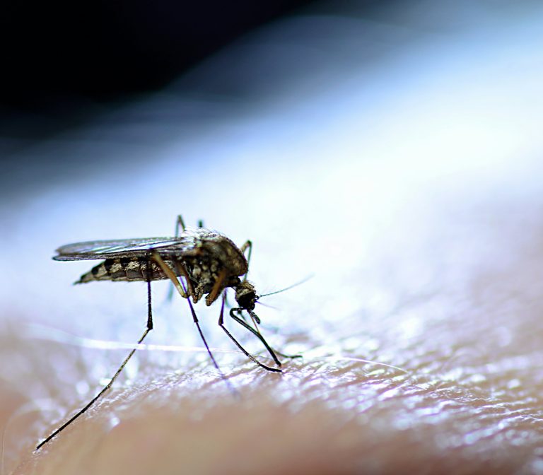 West Nile Virus Found In West Haven