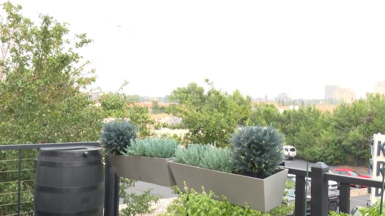 Wildfire Smoke Helps Plants