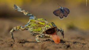 Wildlife Photographer Of The Year 2026 Preview Showcases Record Breaking Images