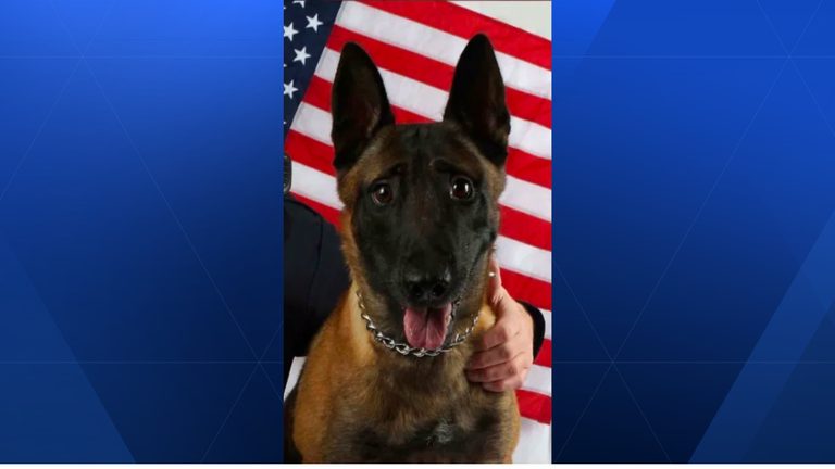 Wilmington Police Honor Retired K9 Karson As He Passes Away