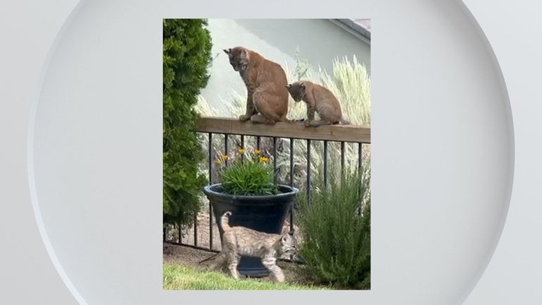 Wingfield Springs Family Shares Backyard Video Of Bobcat Family