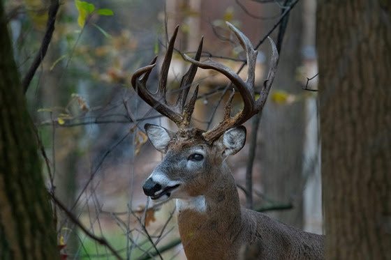 Wisconsin Disabled Hunters