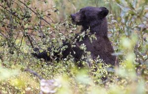 Woman Attacked By Black Bear Near Teton Pass