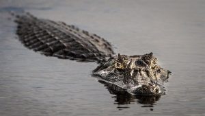 Woman Bitten By Alligator In Florida River