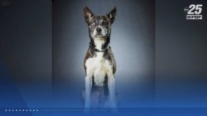 Wpbf 25 Highlights Local Pet Adoption Meet Icy This Week S Featured Dog