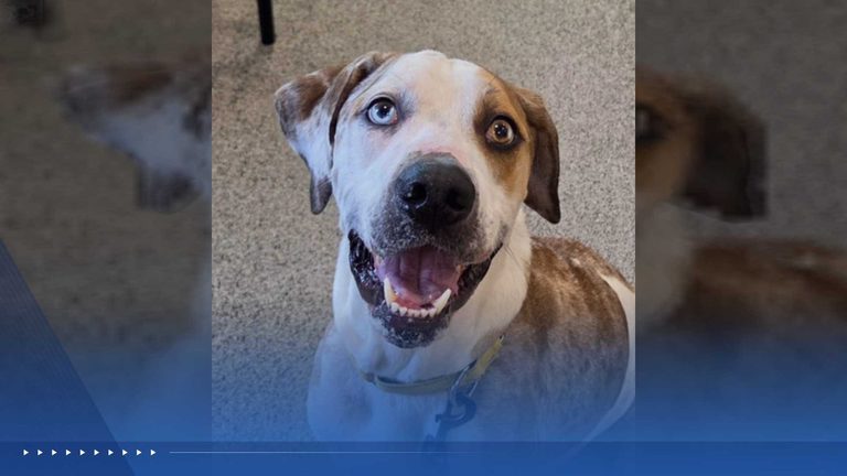 Wpbf Helps Animals Find Forever Homes