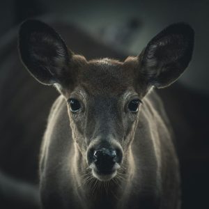 Wyoming Game And Fish Department Urges Hunters To Submit Cwd Samples