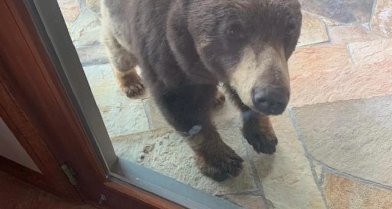 Wyoming Game And Fish Hosts Bear Safety Workshop