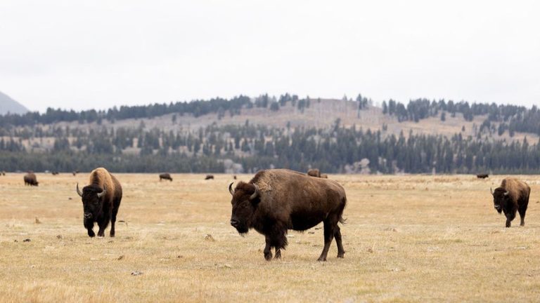 Wyoming State Archaeologist Contributes To Bison Study