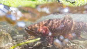 Yellowstone Lifts Fishing Restrictions