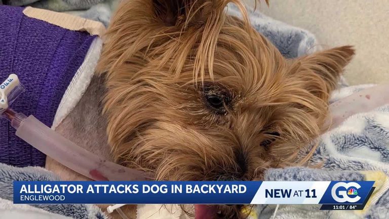 Yorkie Survives Gator Attack