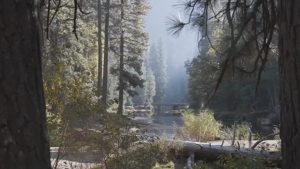 Yosemite Rangers Warn Visitors Of Summer Branch Drop Hazard Under Black Oaks