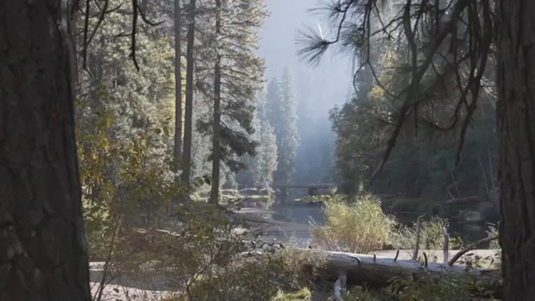 Yosemite Rangers Warn Visitors Of Summer Branch Drop Hazard Under Black Oaks