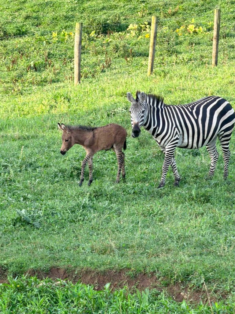 Zedonk Born At Kentucky Farm