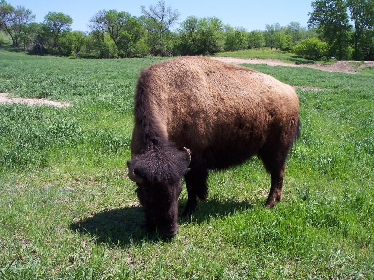 Buffalo Zoo — Buffalo