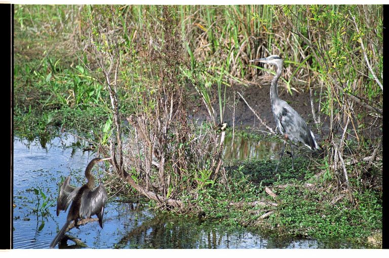 Anhinga Trail, Everglades National Park — Miami