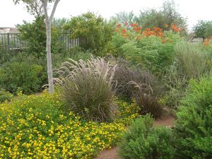 Acacia Demonstration Garden — Henderson