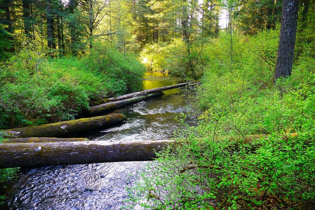 Silver Falls State Park — Salem
