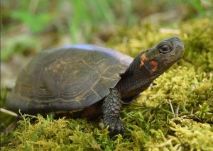 20 States And D C Challenge Trump Administration S Endangered Species Rule Chang