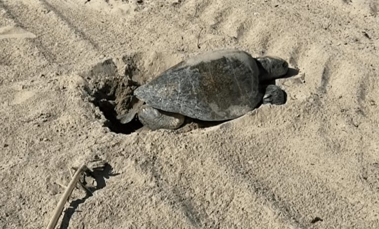 200 Olive Ridley Turtle Eggs Relocated From Orange County Beaches To Long Beach