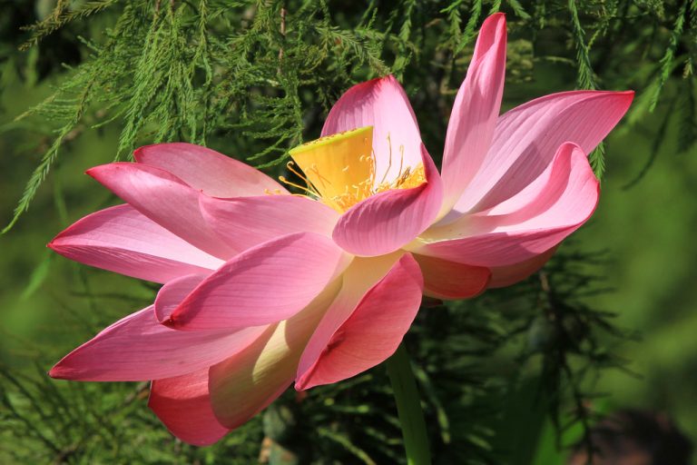 Kenilworth Aquatic Gardens — Washington D.C.