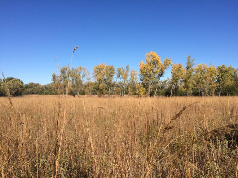 Wichita Celebrates Community Spirit With Empowering Pageant and Nature Festival