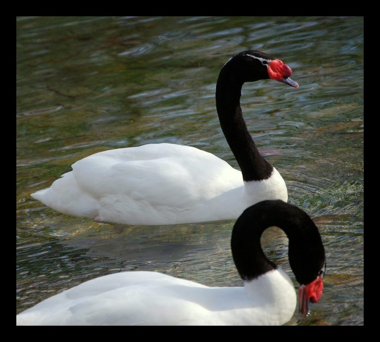 Red River Nature Center & Wetlands — Red River