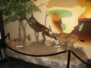 Monte L. Bean Life Science Museum — Provo