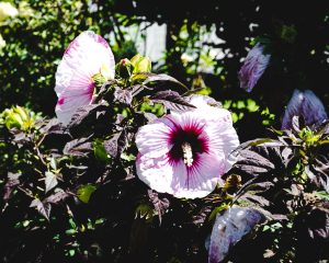 Tulsa Botanic Garden — Tulsa