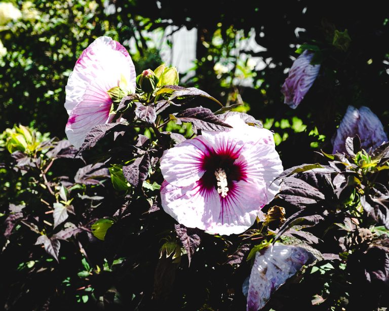 Tulsa Botanic Garden — Tulsa