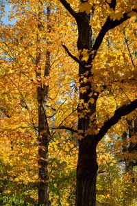 Ellington Agricultural Center — Nashville