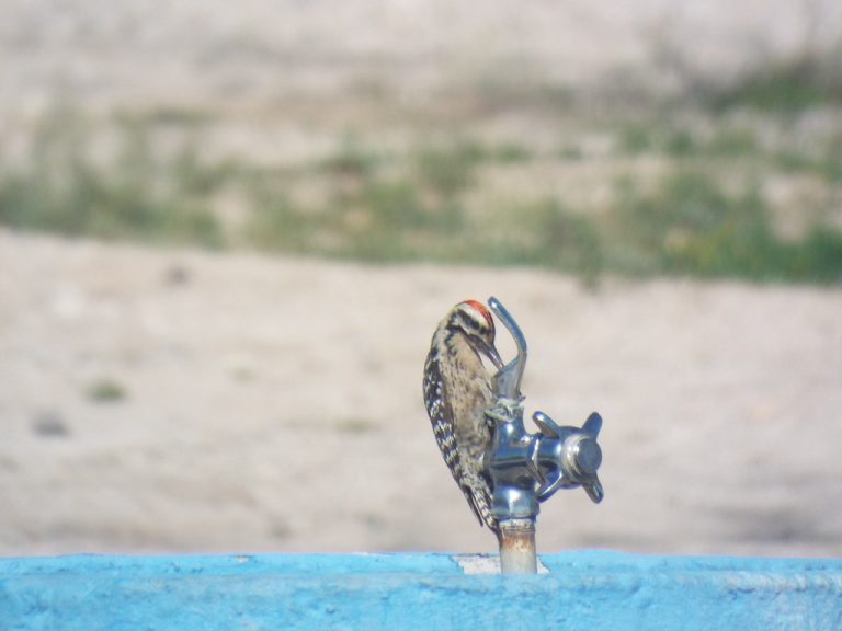 Fort Lowell Park — Tucson