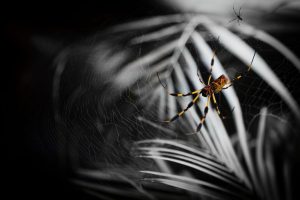 California Academy of Sciences Brings Biodiversity Celebration to San Francisco This September