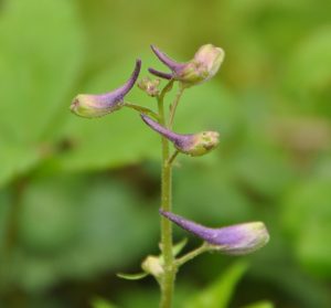 Aullwood Garden MetroPark — Dayton