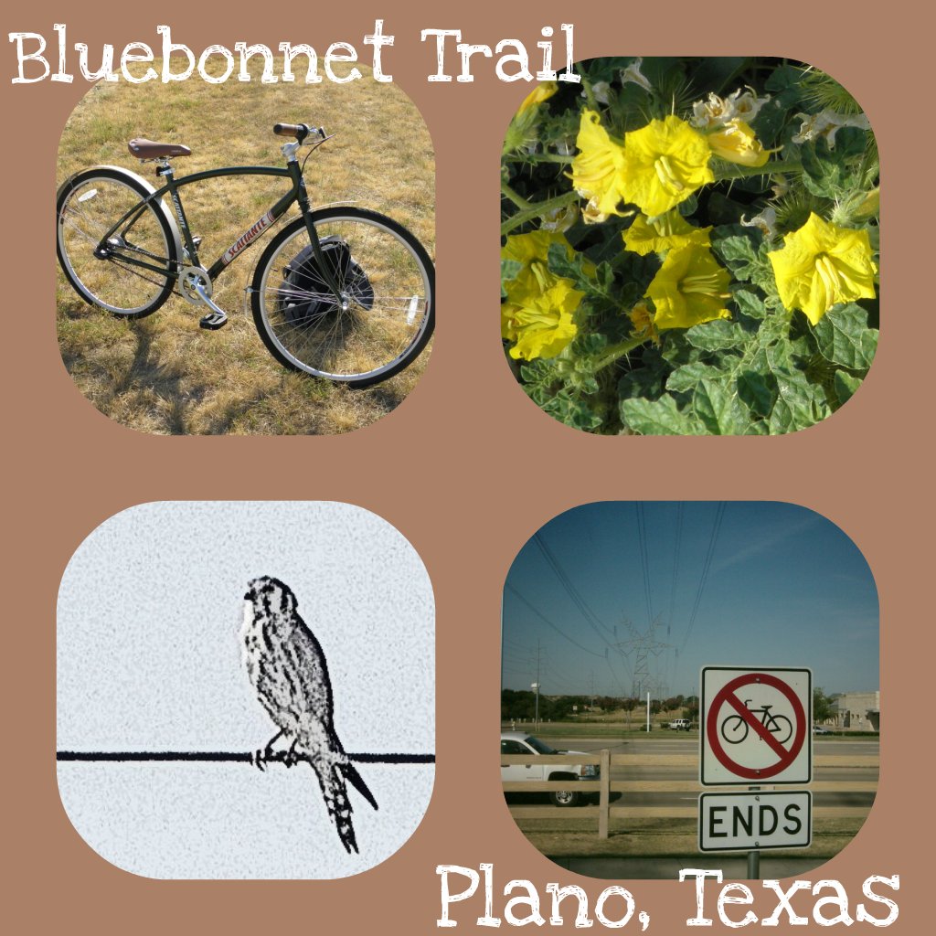 Bluebonnet Trail — Plano