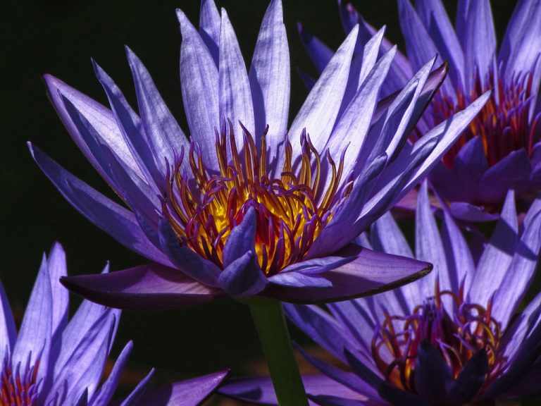 Sarah P. Duke Gardens — Durham