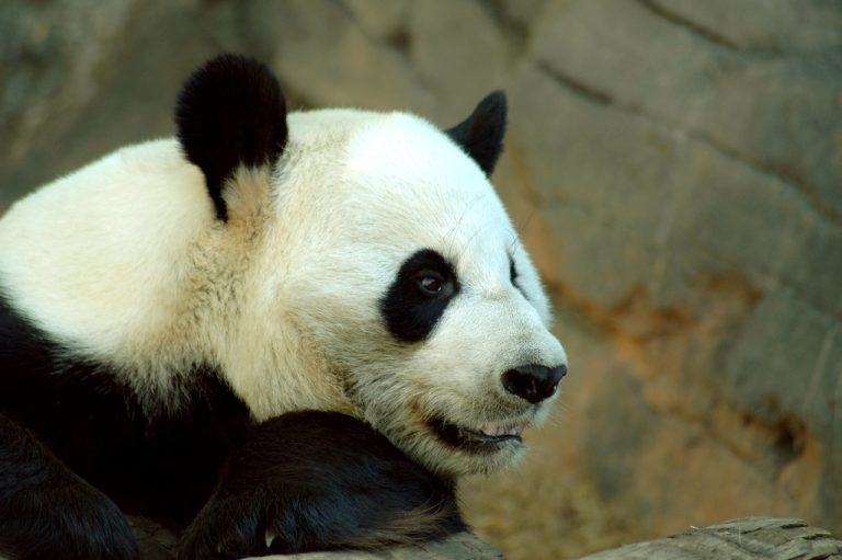 Welcome Home, Ping Ping and Fu Shuang! Giant Pandas Arrive at Zoo Atlanta