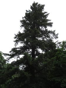 Hoyt Arboretum — Portland