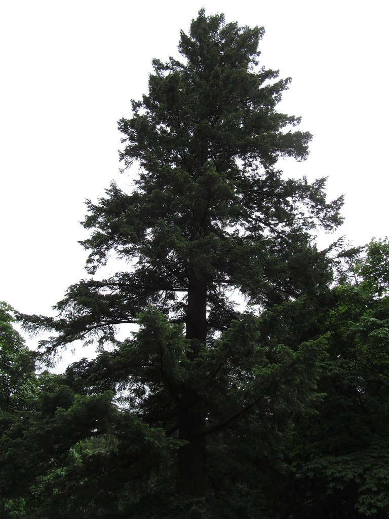 Hoyt Arboretum — Portland