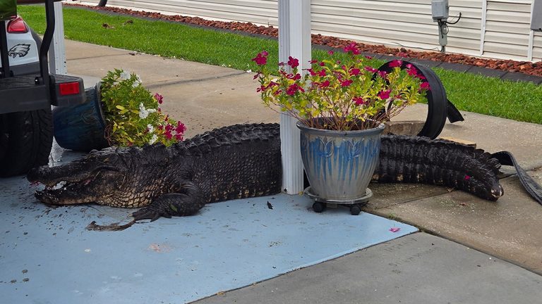 8 Foot Alligator Turns Manatee County Driveway Into Unexpected Guest Spot