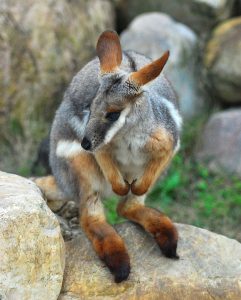 Little Rock Zoo Scores $1.2M Donation and Welcomes New Leadership